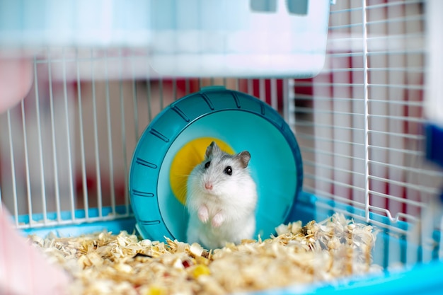 a light gray hamster in a cage with a turquoise wheel