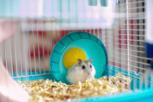 a light gray hamster in a cage with a turquoise wheel