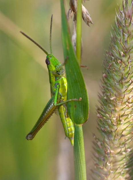 A light green grasshopper is hiding in the grass closeup Summer season