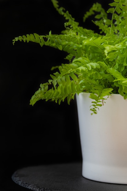 Фото Светло-зеленое комнатное растение в белом горшке на черном фоне. декоративный папоротник для интерьера. комнатный цветок в интерьере