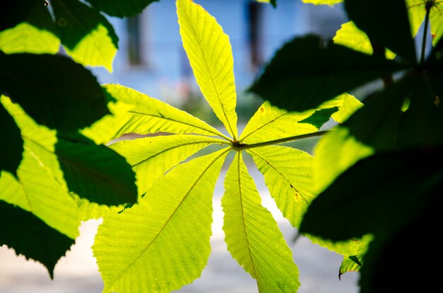 Light-green leaf with blurred background