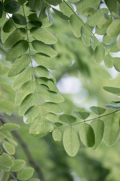 Light green leaves of gleditsia triacanthos