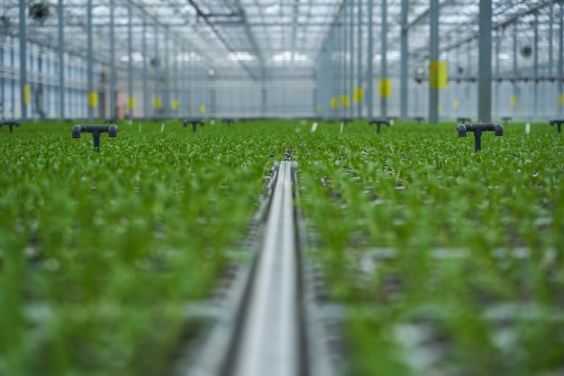 Light greenhouse with young sprouts of greenery