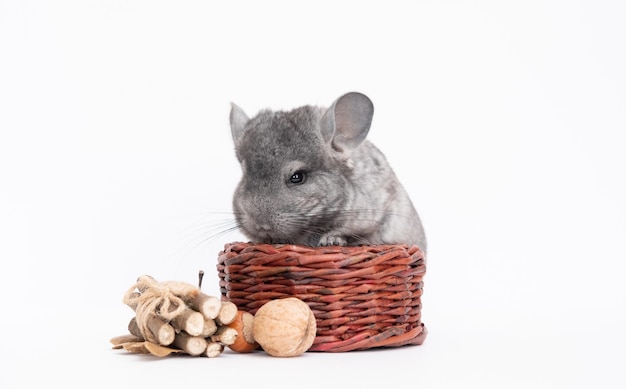 白い背景のチンチラの食べ物にチンチラを食べるライトグレーの赤ちゃんチンチラチンチラ