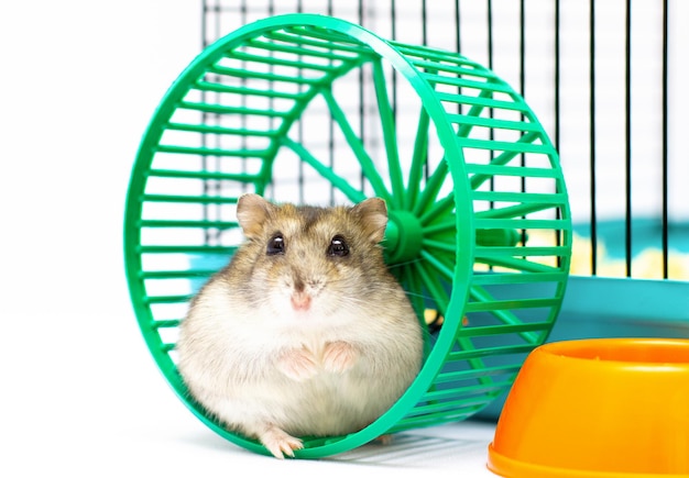 Light hamster in a green wheel cute pet