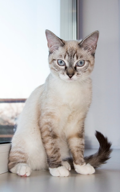 Light kitten sitting on the windowsill. White cats sitting on windowsill and looking to a window with morning light,cat looking out the window on a sunny day