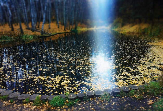 秋の公園の湖の風景の背景に光漏れ