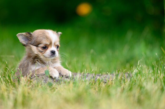 ライトロングコートチワワの子犬は草の上に一人で座る自然なぼやけた背景