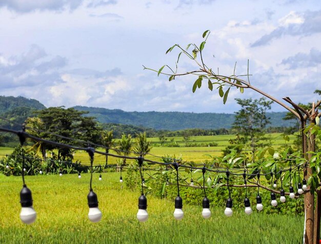 The light in the middle of the rice field