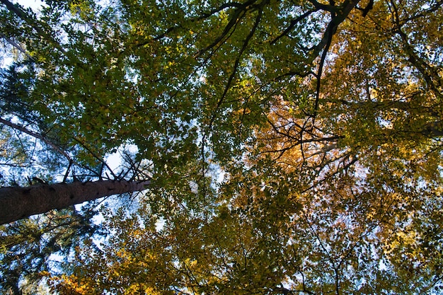 Light mood in autumn in a deciduous forest