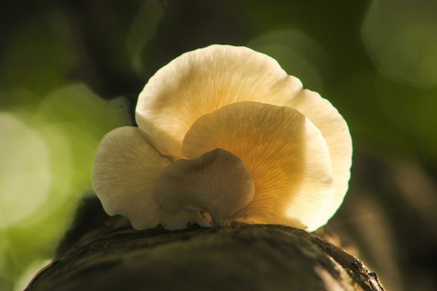 Light on mushroom in nature