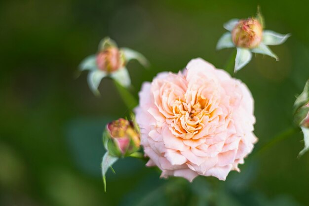 写真 庭のオレンジ色の明るいバラ