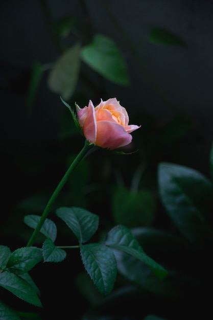 写真 満開のライトオレンジローズブブゼラの花