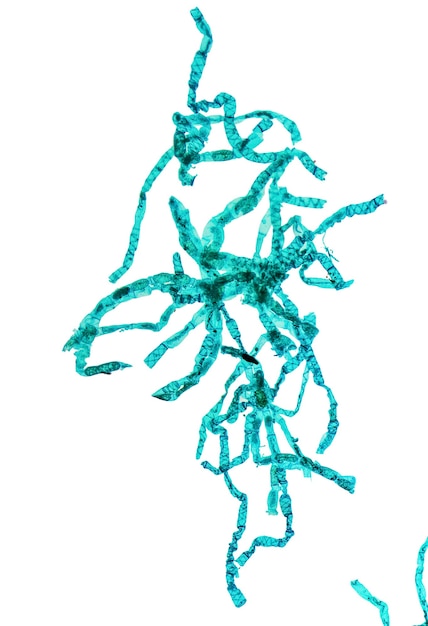 현미경을 통해 본 Spirogyra 전체 마운트의 가벼운 현미경 사진
