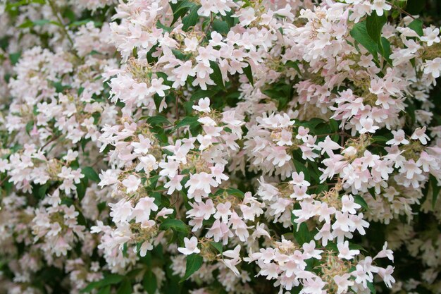 夏の晴れた日の表面としての淡いピンクの花と緑の葉