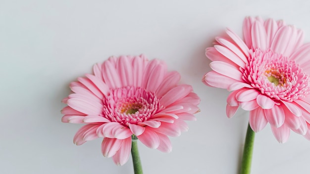 Light pink gerbera daisy flowers on gray background