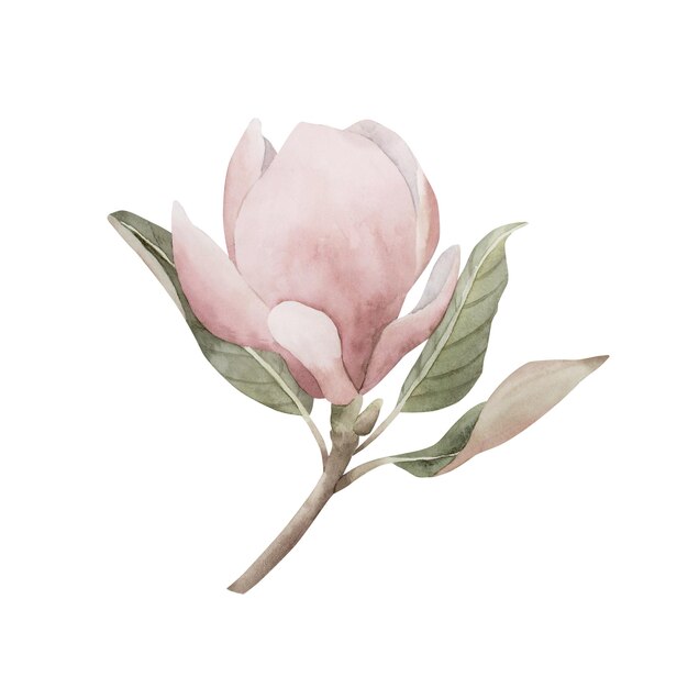 Light pink magnolia flower on stem in bloom Floral watercolor illustration isolated on white