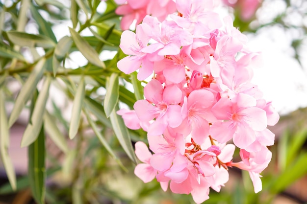 Light pink oleander flower blooming with green leaf Nerium oleander L