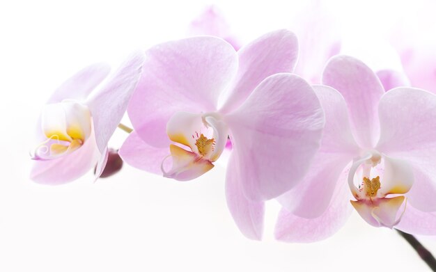 Light pink orchid flower branch background close-up