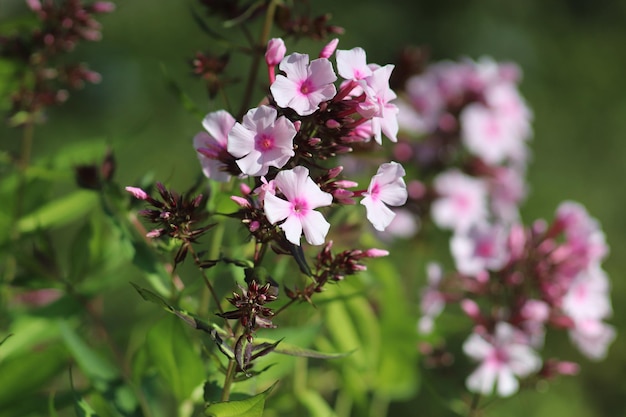 Photo light pink phloxes in a flowerbed in the garden