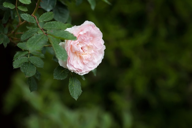 淡いピンクのバラの花をクローズアップ