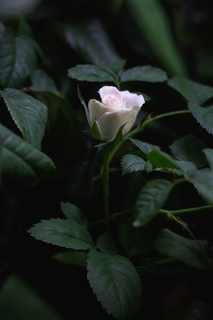 濃い緑の葉の背景に満開の淡いピンクのバラの花