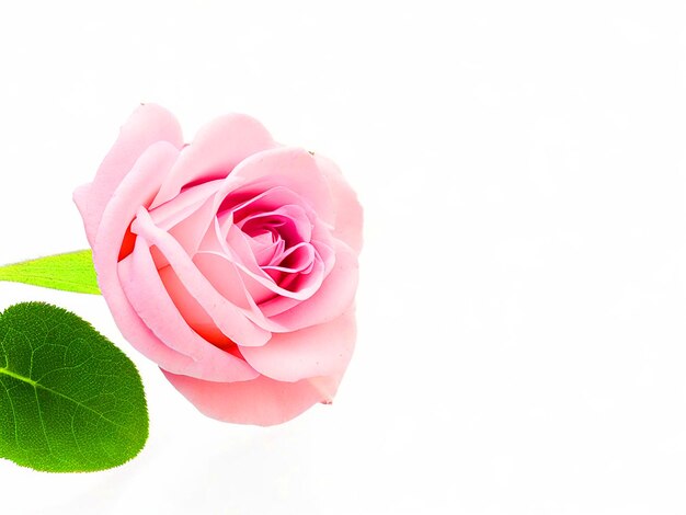 Foto fiore di rosa chiaro su uno sfondo bianco senza foglie immagine libera