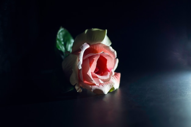 Photo light pink roses on a black background