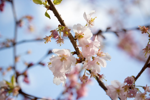 Light pink sakura branch on blue sky