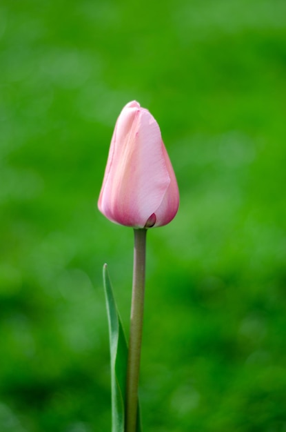 Фото Светло-розовый тюльпан на зеленом фоне