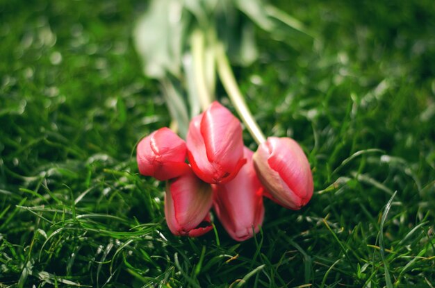 Light pink tulips on a green lawn