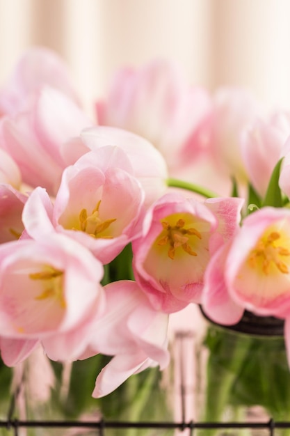 Light pink tulips on a pink background.