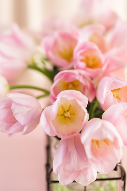 Light pink tulips on a pink background.