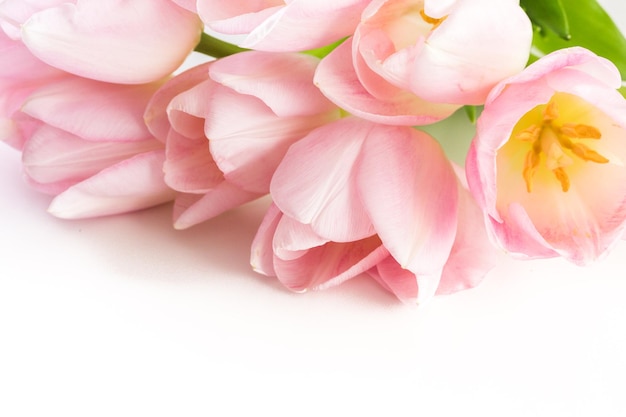 Light pink tulips on a white background.