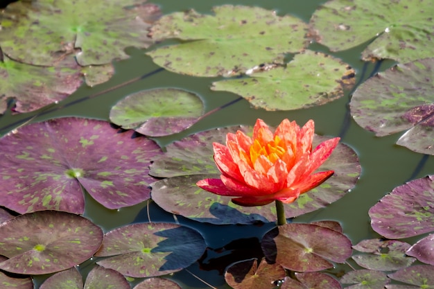 Rosa-chiaro della ninfea o del loto con polline giallo su superficie di acqua in stagno.