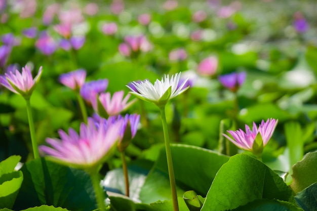 淡いピンクと白の睡蓮や蓮の花の池の水面に黄色い花粉。