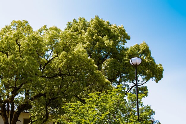 A light pole with a tree in the background