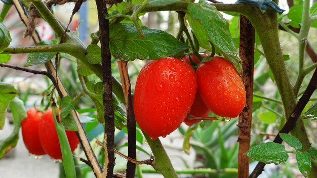 Light redorange color fresh tomatoes are hanging on the branches of the plant on the rooftop