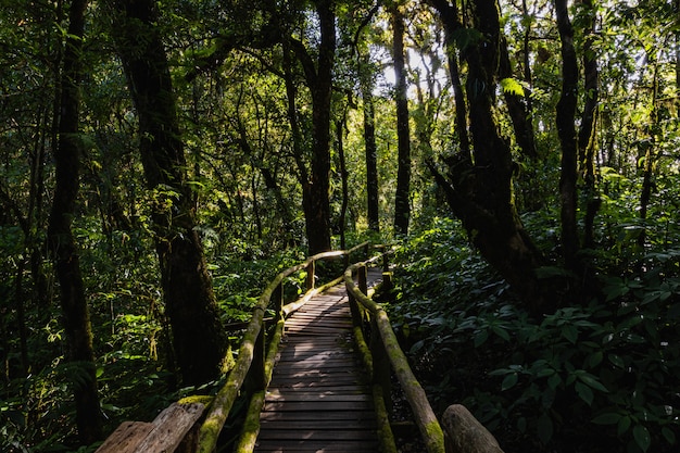 The light and shadow of the rainforest in Doi Inthanon, Chiang Mai, Thailand