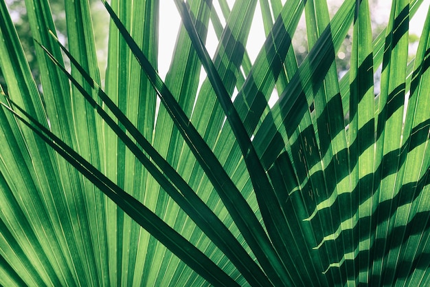 light and shadow on tropical palm leaf