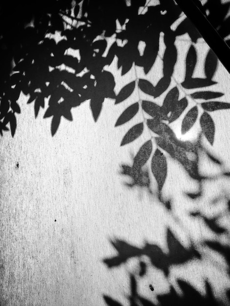 light  shadow