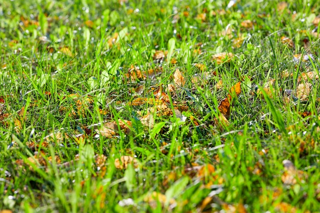 写真 緑の草の葉のない木々の日光の葉を通して輝く光、日中の晴れた時間の秋の自然