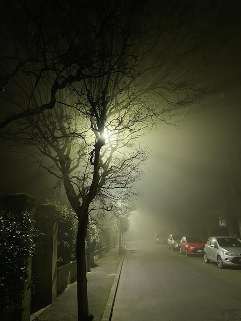 Light of street lamp is scattered by tree branches