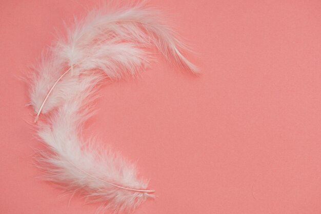 Light white feathers on a pink background