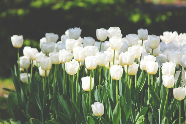 Photo light white tropical flower beautiful bouquet with exotic green leaf on land nature