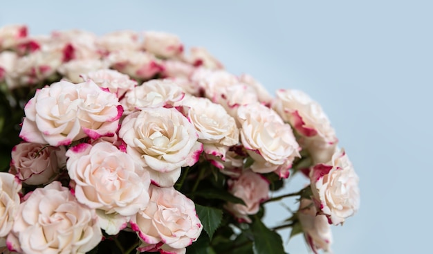 Light yellow roses with pink petals