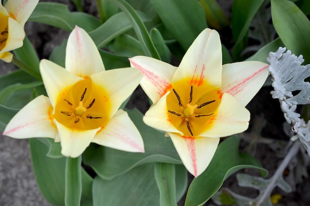 Light yellow tulips in the garden view from above