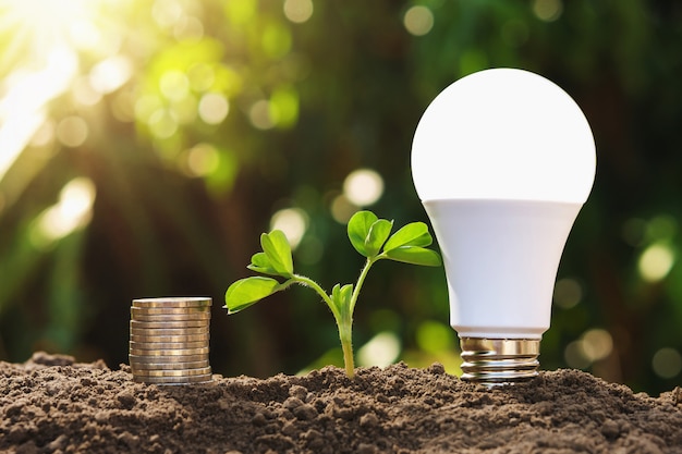 Lightbulb with young plant and money stack on soil. concept saving energy and money 