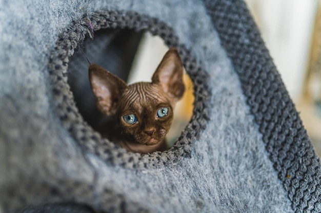Lighteyed devon rex cat looking from its special tent pet resting at home