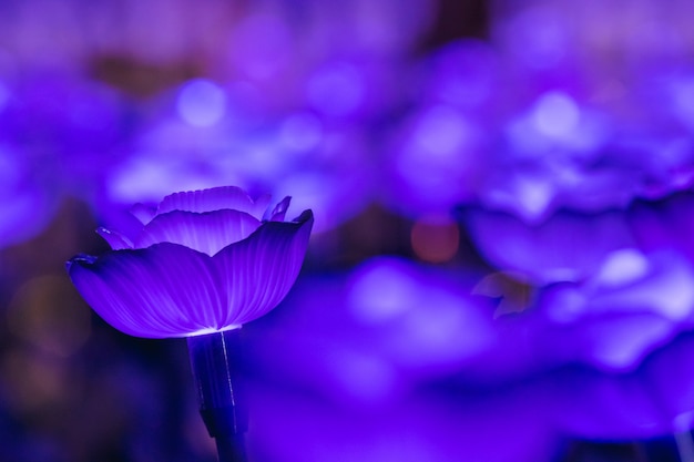 축제에서는 밤에 아름다운 빛을 내기 위해 꽃으로 장식되어 있습니다.